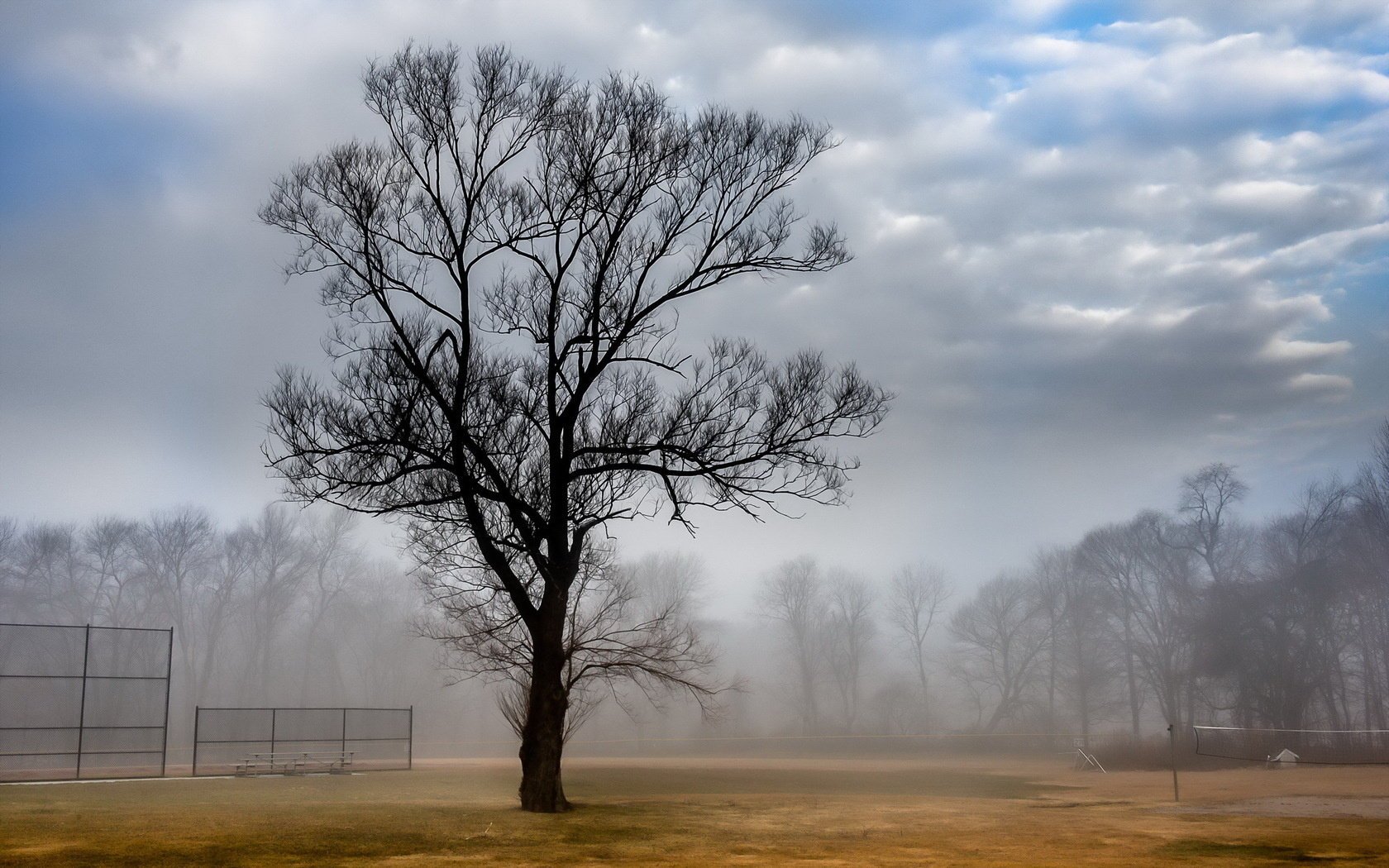 court paesaggio nebbia albero