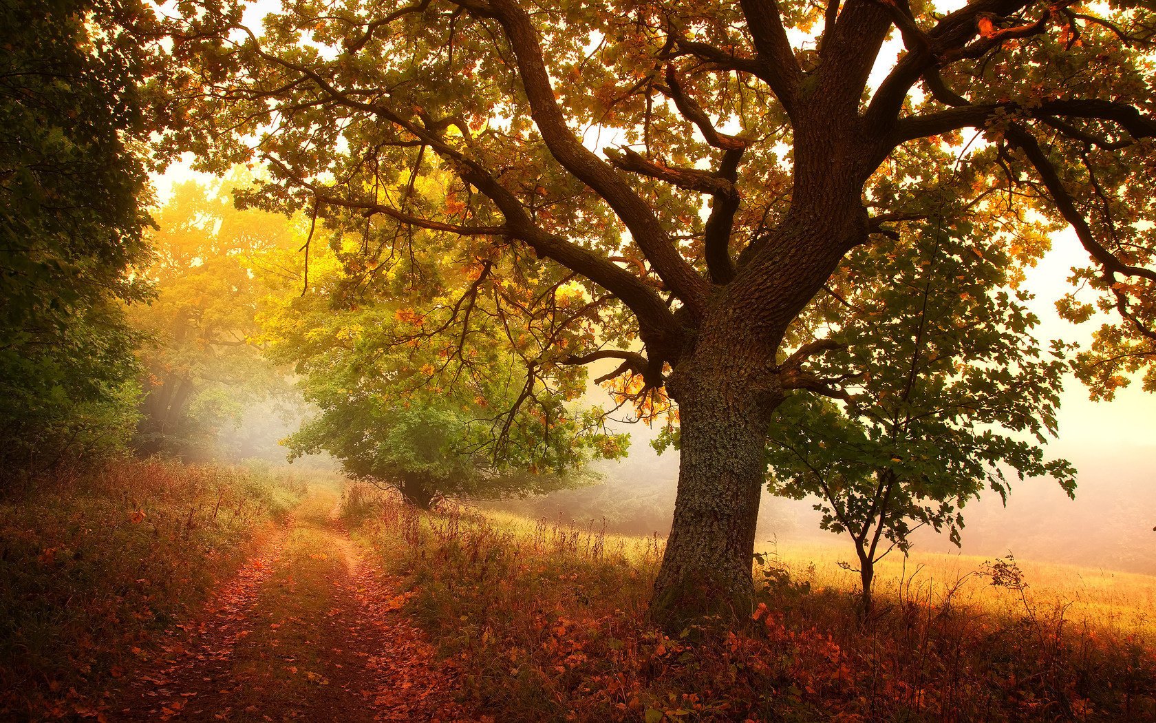 leaves autumn trees trail