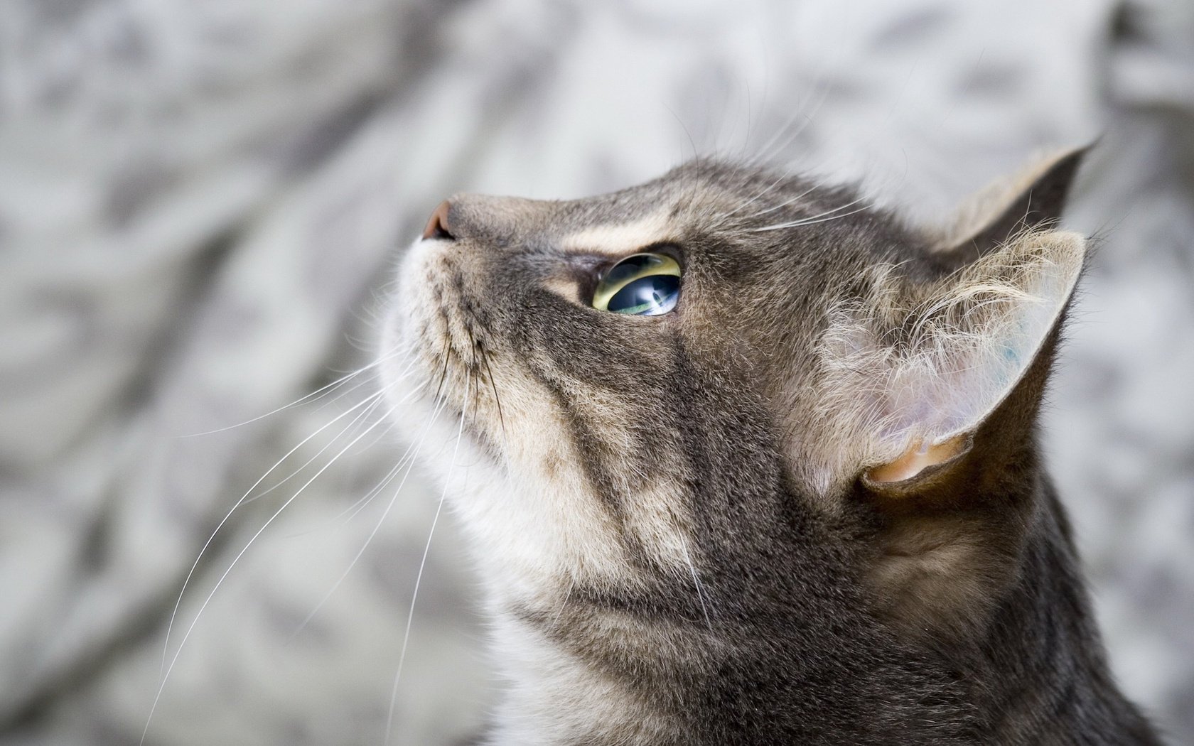 fond yeux museau vue chat