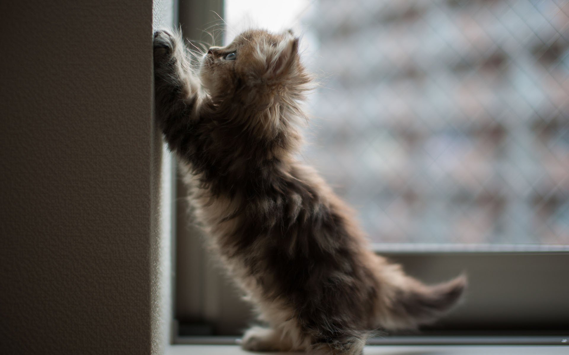 ben torode kätzchen fenster ecke katze daisy wand