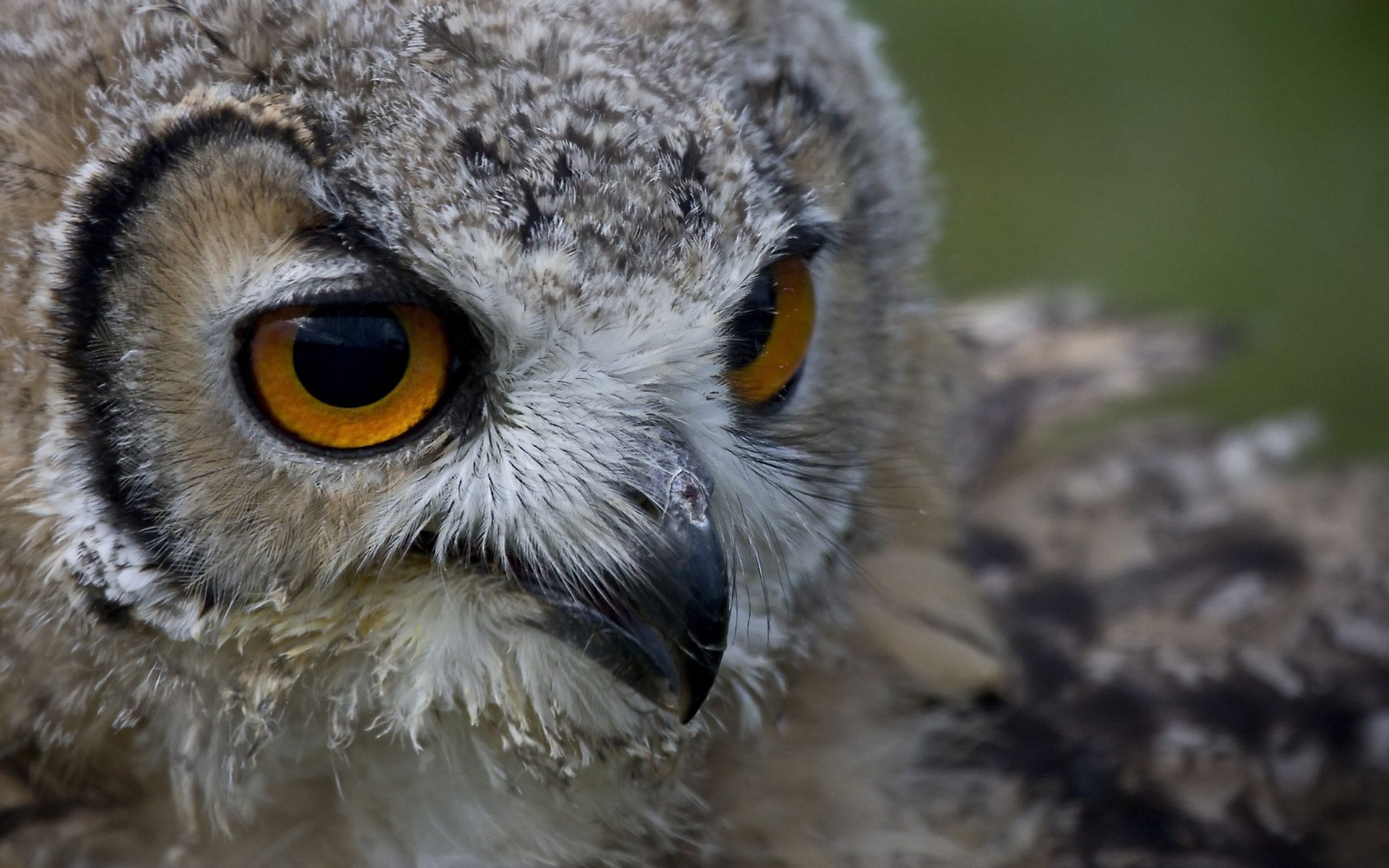 hibou tête yeux bec vue oiseau