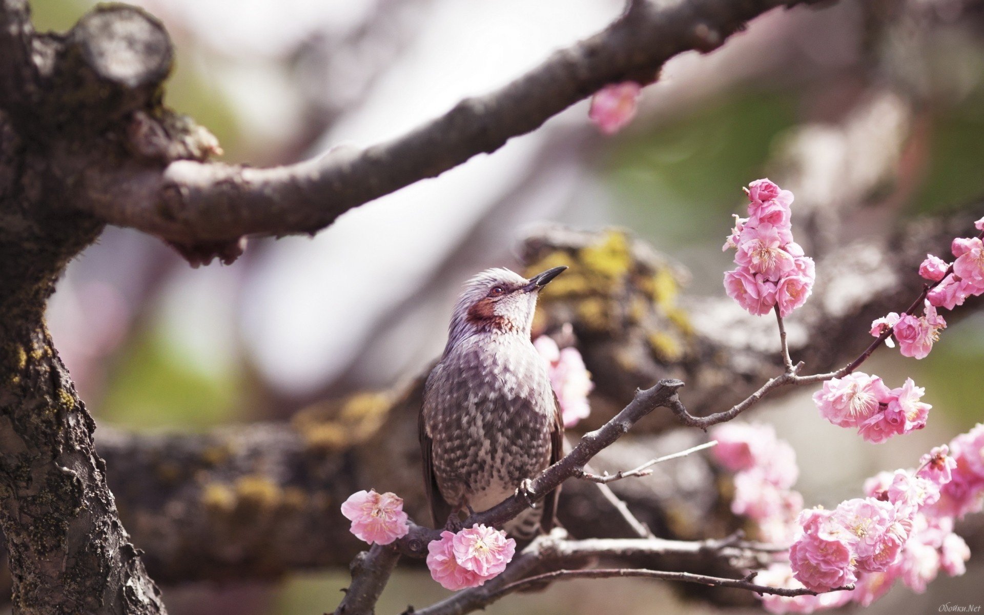 oiseau oiseau