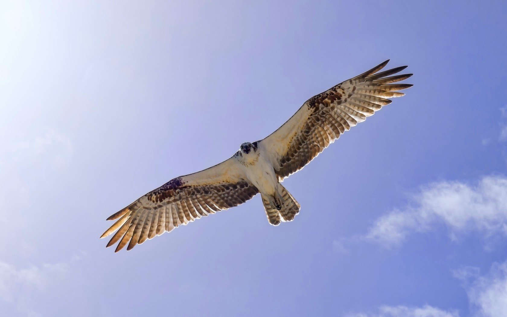 bird the sky wings flight