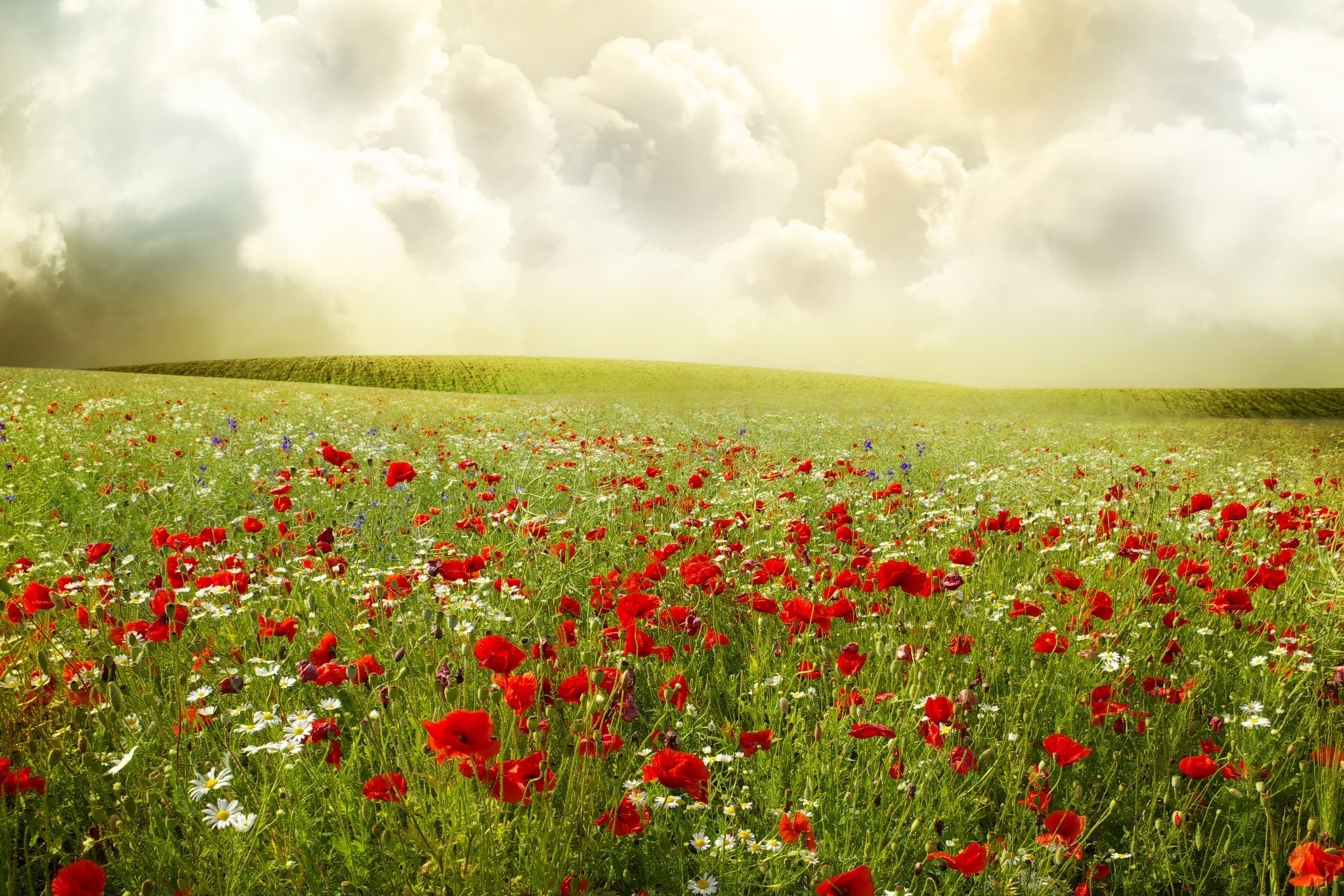 maki chamomile field plants red the sky