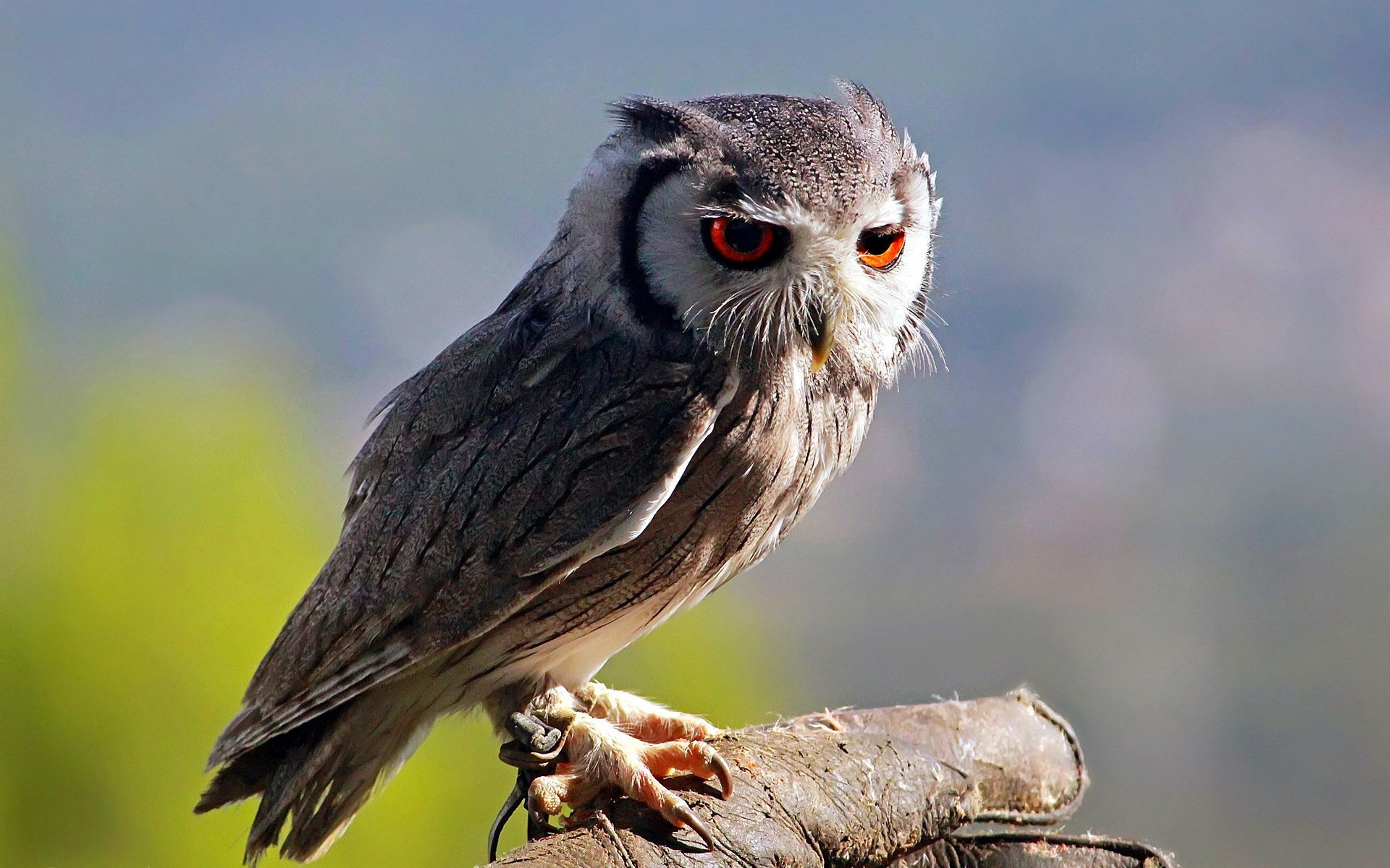 hibou hibou oiseau nature