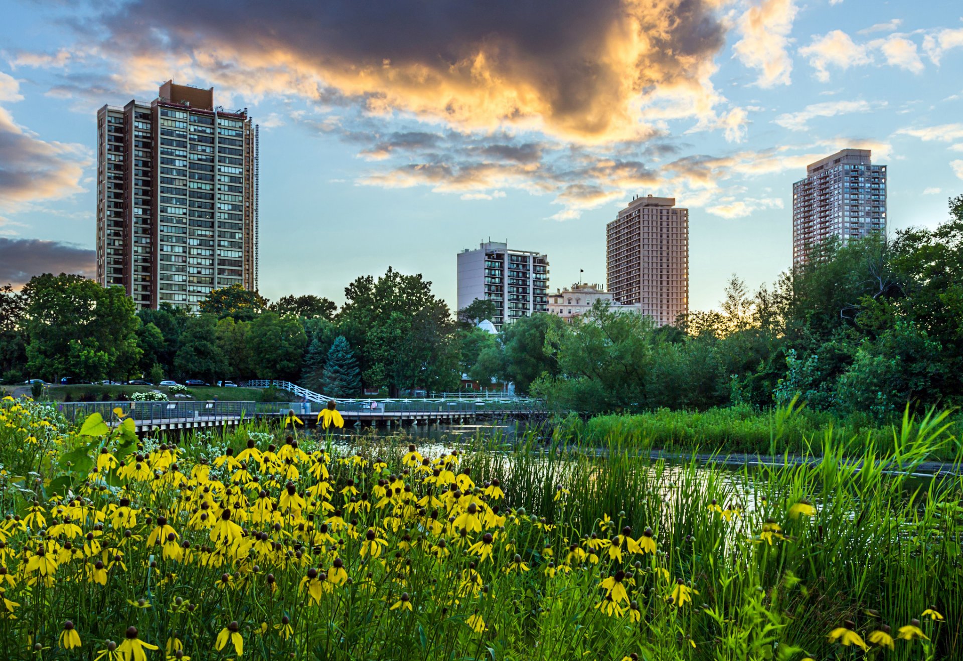 chicago illinois lincoln park usa park miasto wieczór zachód słońca niebo chmury kwiaty żółty trawa staw drzewa drapacze chmur krajobraz