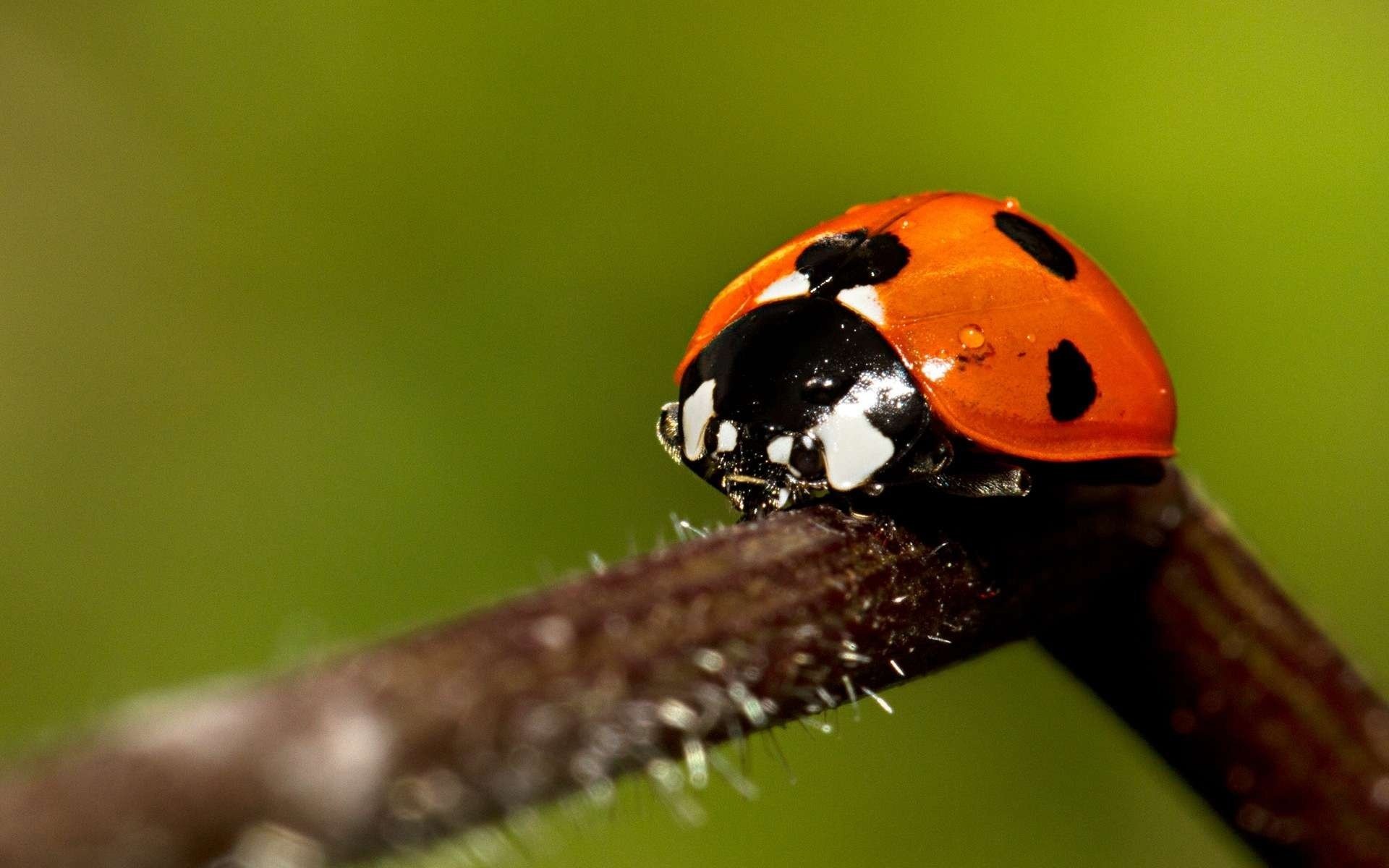 insects ladybug