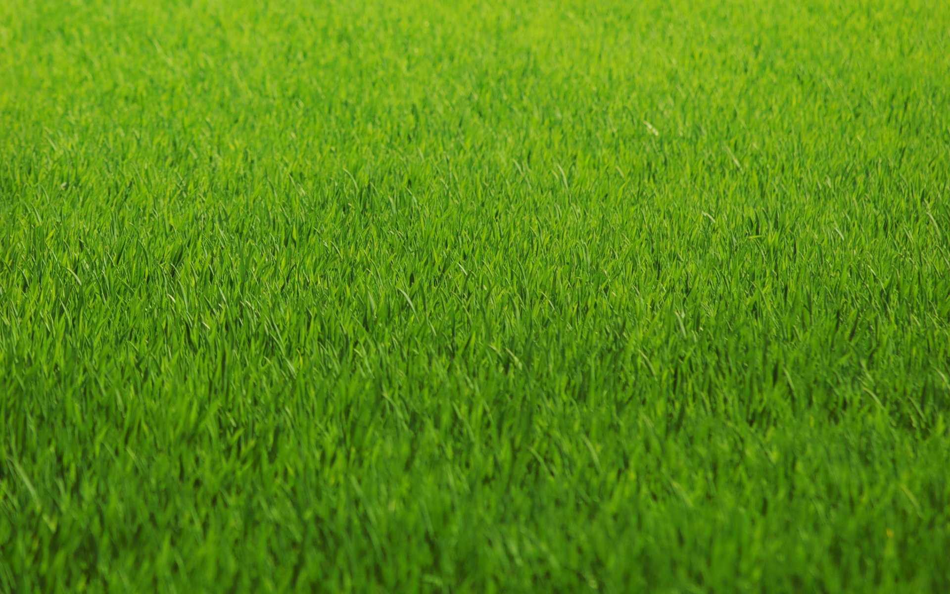 verde erba prato colore struttura green