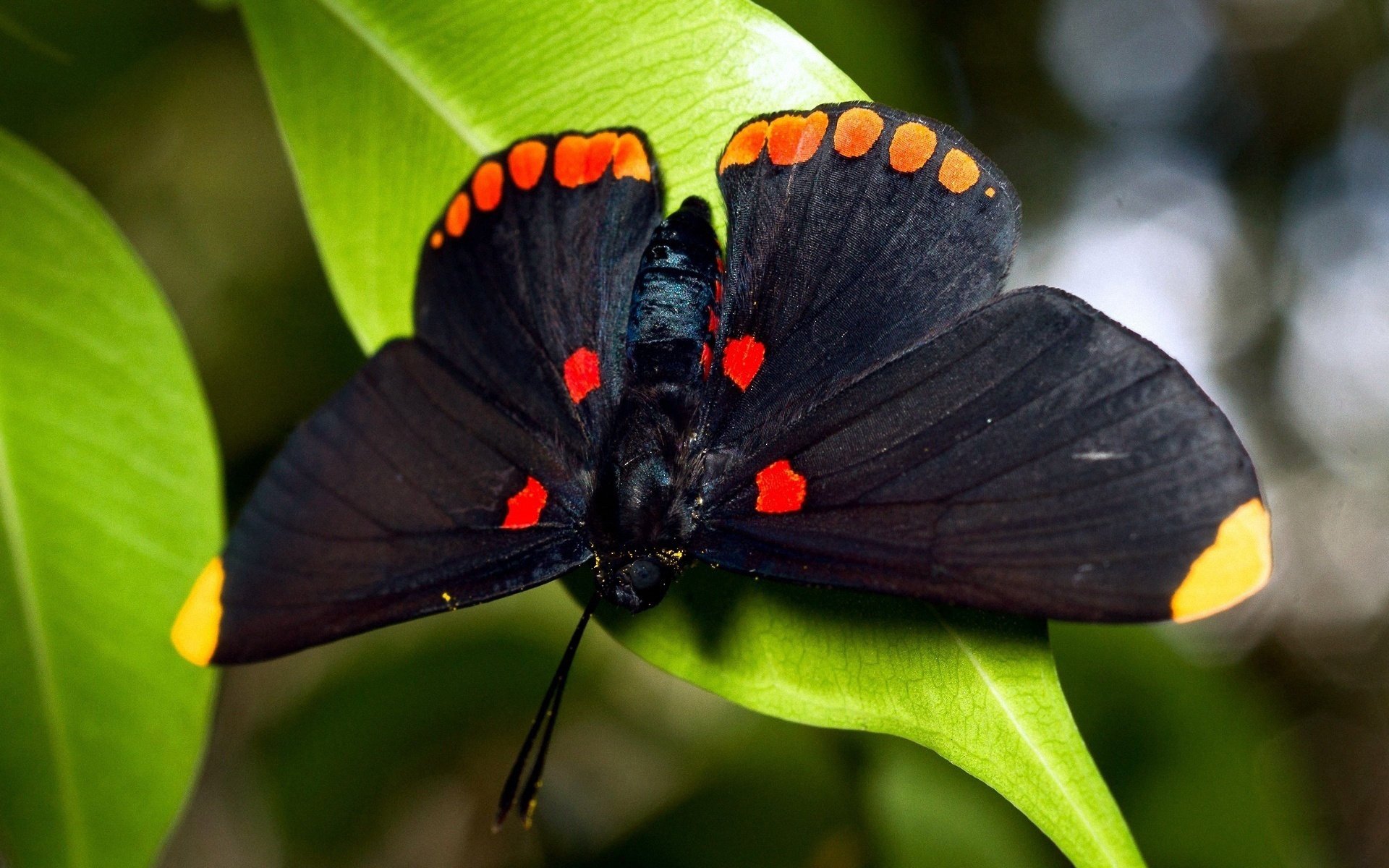 insetti farfalla