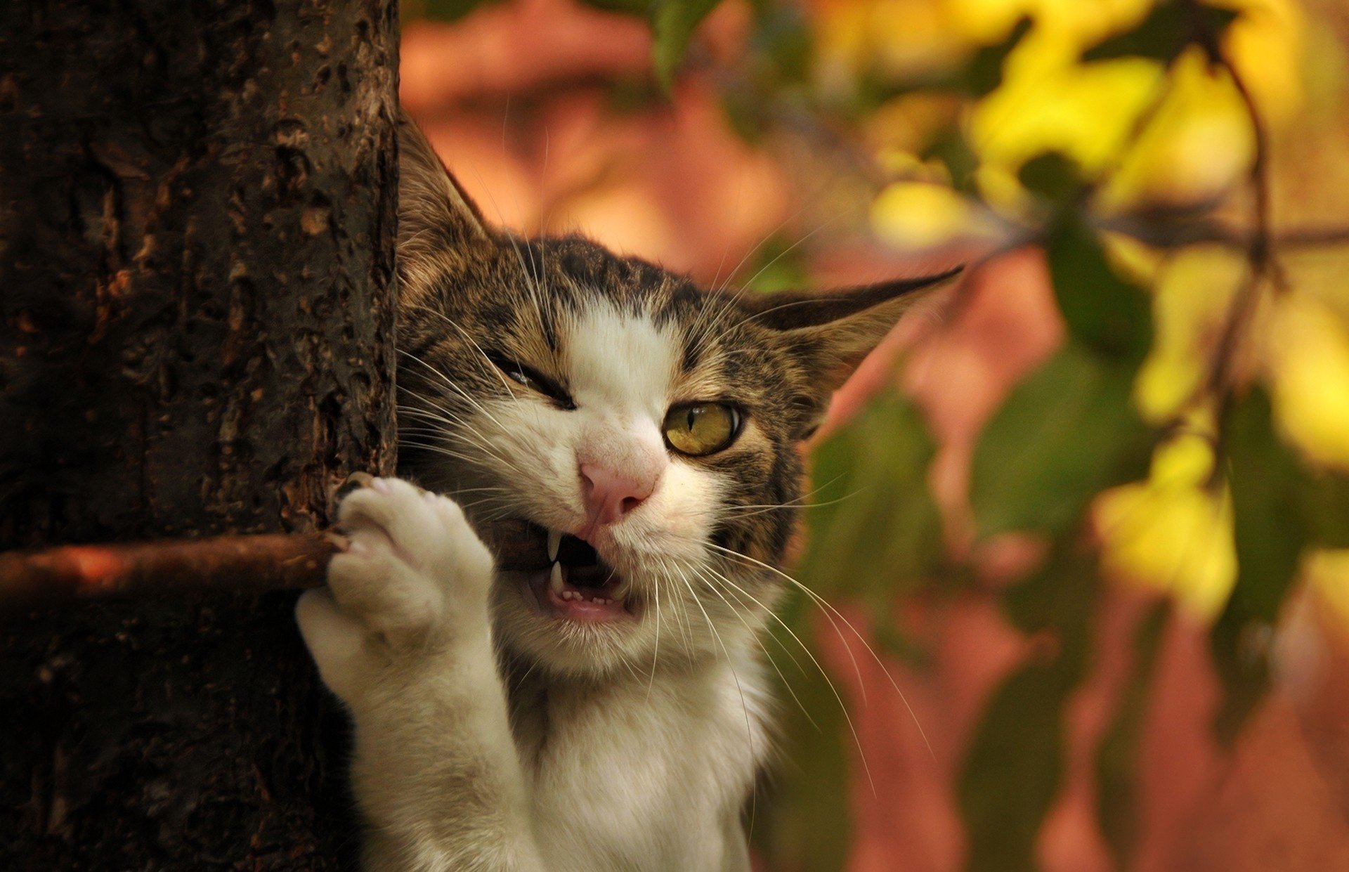 zweig eckzähne baum katze katze stamm