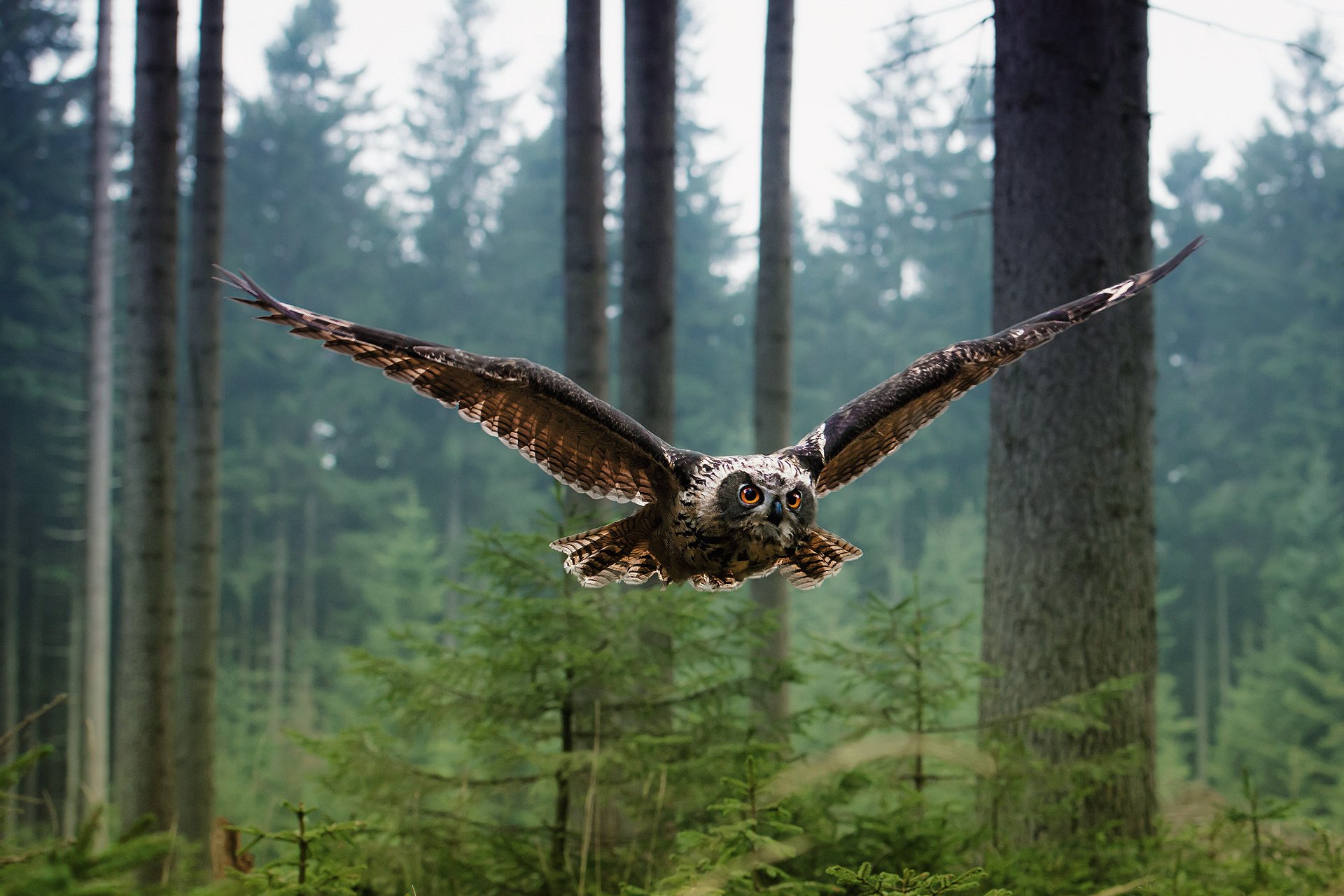 eule vogel wald fliegen