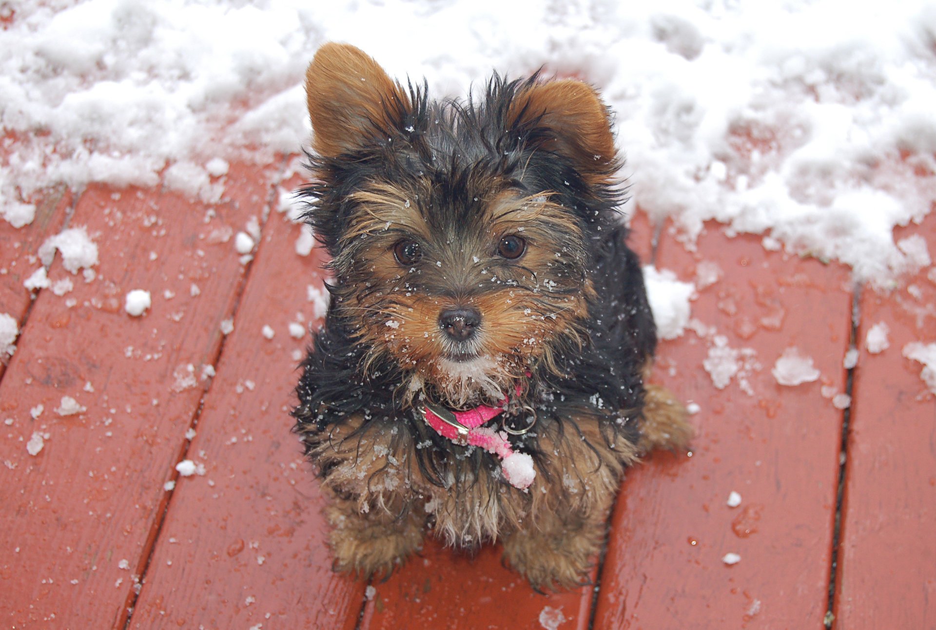 chien ami regard