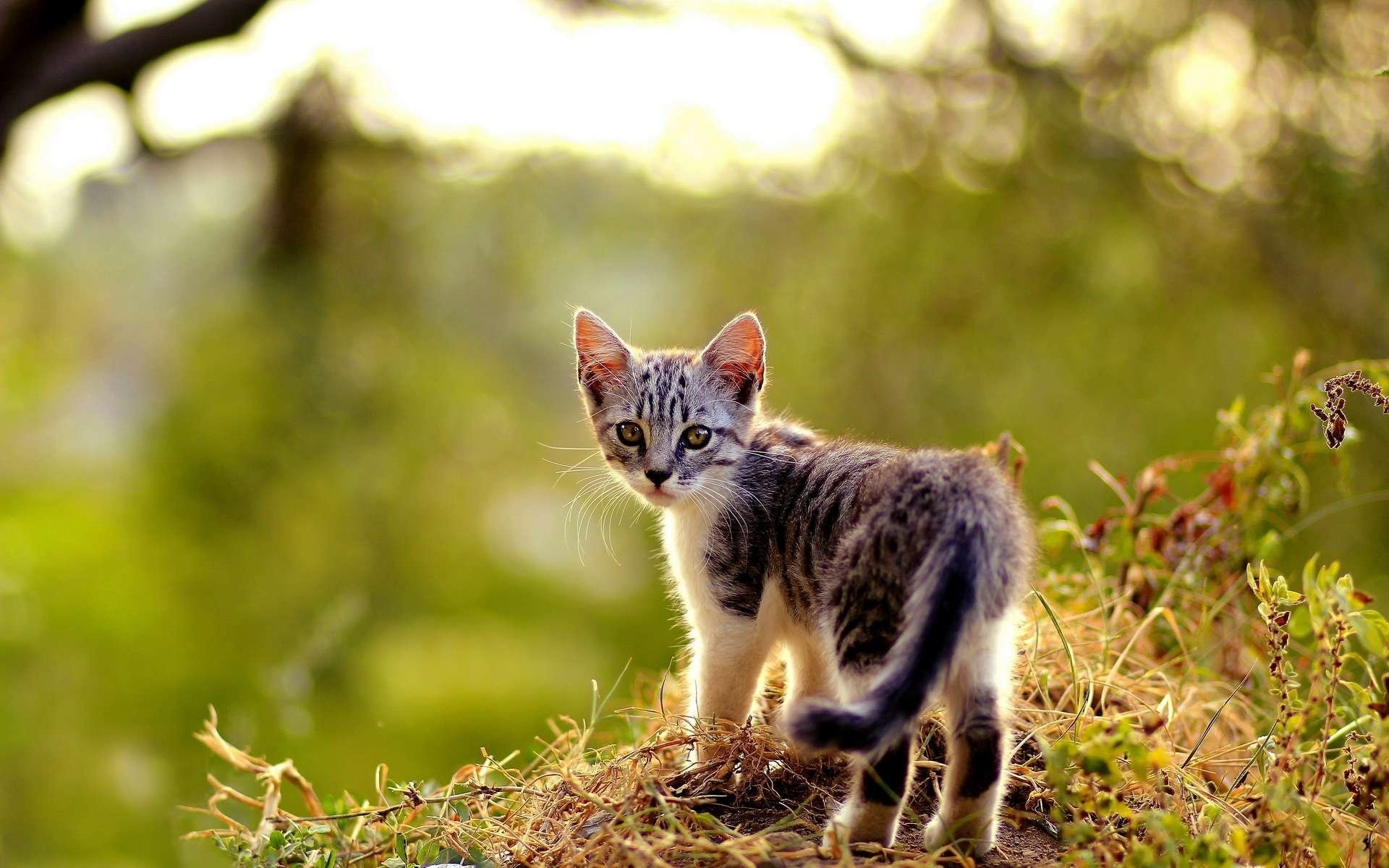 kätzchen katze blick