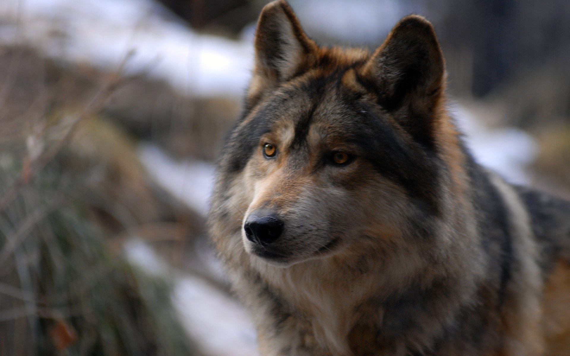 lobo depredador