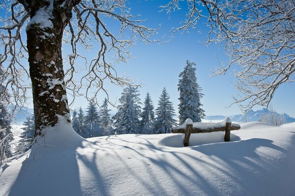 Banco marcado por la nieve en el bosque