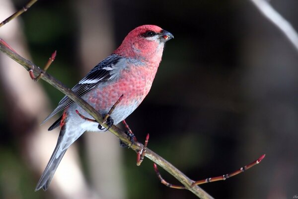 A bird with a red head is sitting on a branch