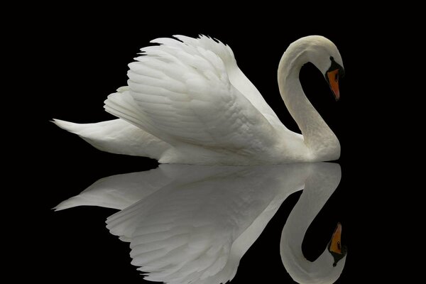 White swan on the mirror surface