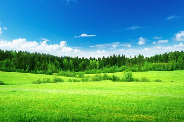 Green meadow and blue sky