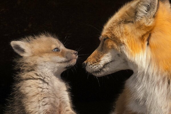 Le renard et le renard se regardent