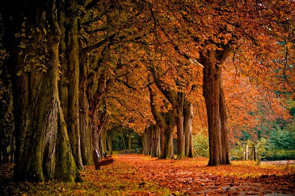 Autumn road leading to a fabulous forest on fallen leaves