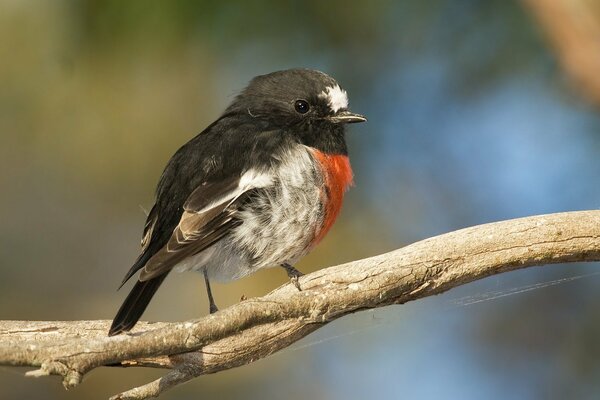 Petit oiseau avec un ventre rouge