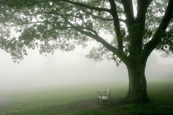 A lonely bench and an impending fog