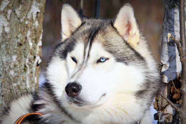 Zadowolony niebieskooki pies rasy husky