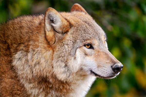 Pummeliger Wolf schaut in die Ferne