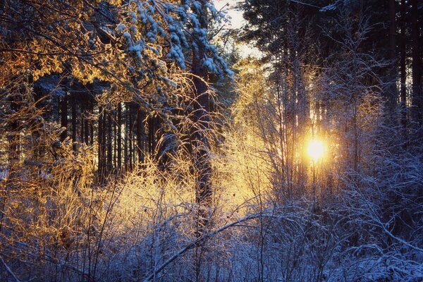 Sonnenuntergang und Schnee im Winter