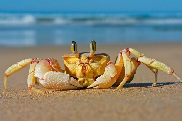 Lustige Augenkrabbe am Sandstrand