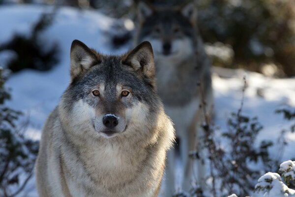 Hocico de lobo en la naturaleza macro tiro