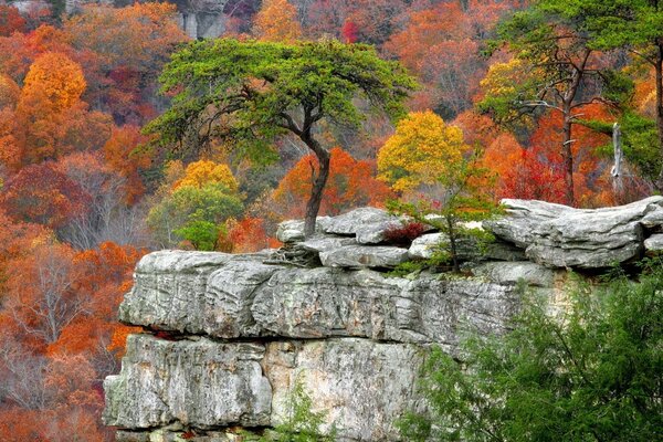 Beautiful colors of trees in a rocky forest