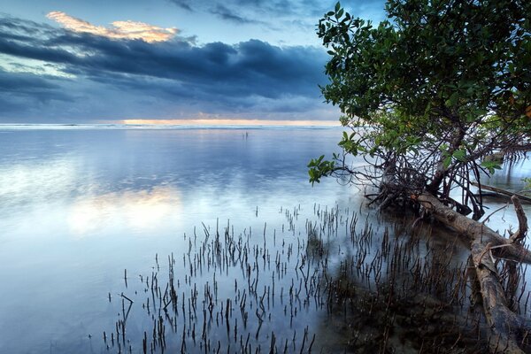 Landscape of a lake near a tree