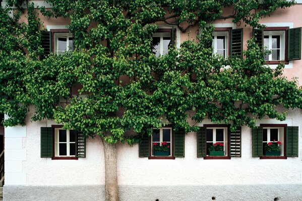 Der Baum am Haus war mit Zweigen aus Fenstern geflochten