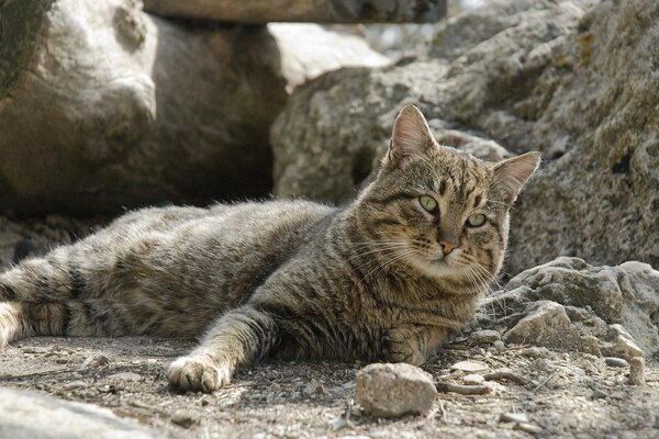 The cat merges with the surrounding landscape