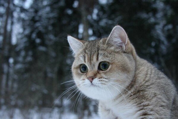 Joli minou. Douce beauté