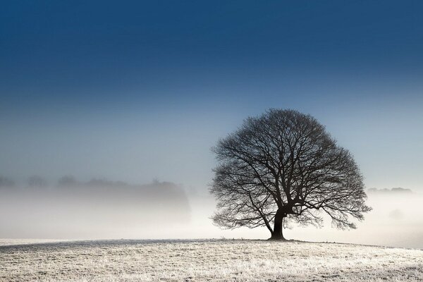 Ein einsamer Baum auf einem weißen Grashügel