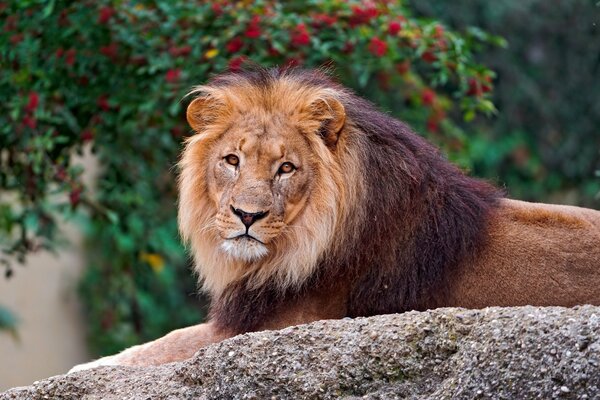 A noble lion lies on a stone