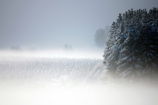 Champ brumeux d hiver