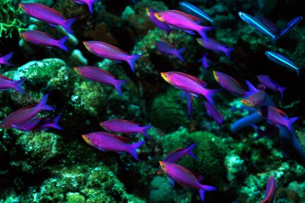 Purple fish swim near green corals