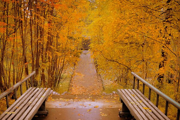 Bancs dans le parc d automne. Feuillage jaune tombé