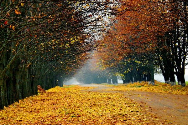 Autumn landscape with yellow road