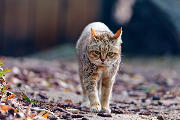 Le chat qui marche seul