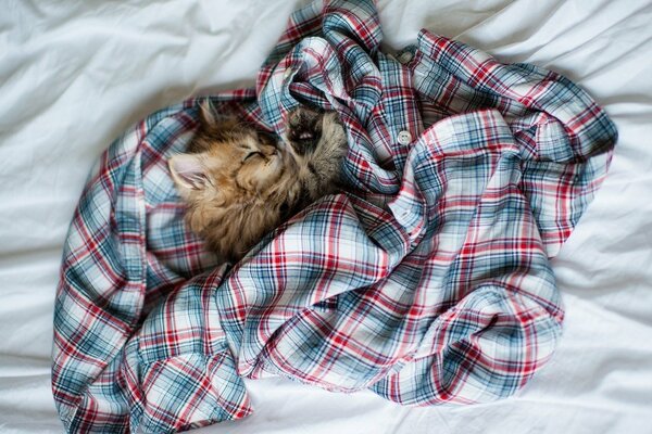 Gattino che dorme in una camicia a quadri