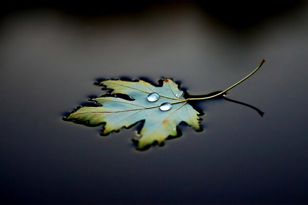 Hoja en agua con gotas de bokeh