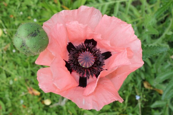 Flor y capullo de amapola rosa