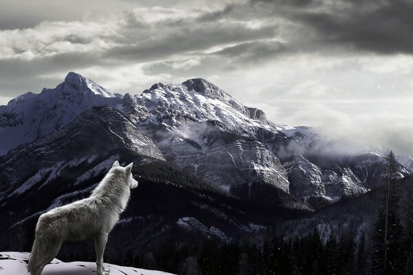 Lobo solitario en medio de montañas nevadas