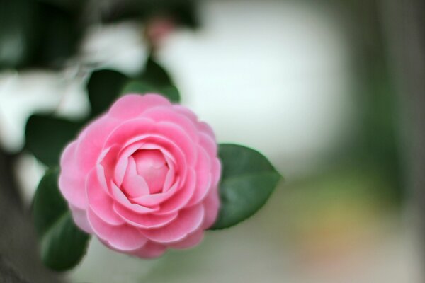 Pétalos pronunciados de la flor de la Camelia