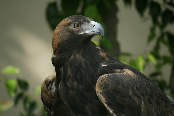 Schwarzer Vogel mit krummem Schnabel