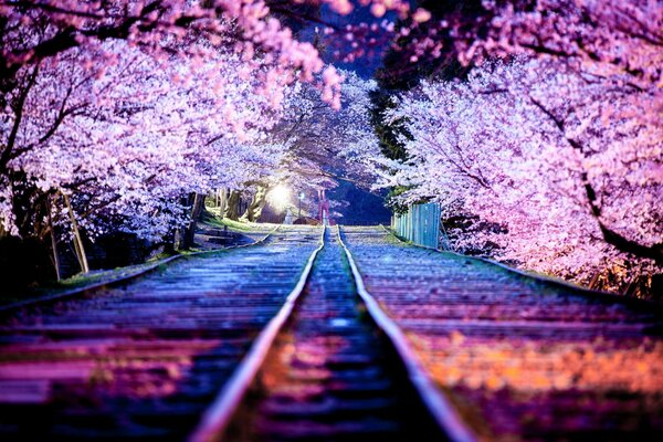 Sakura floreciente en la noche de Japón